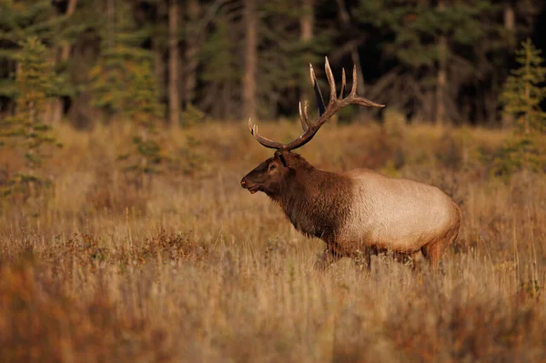 Elk Rut Canadian Rockies — Stock Photo, Image