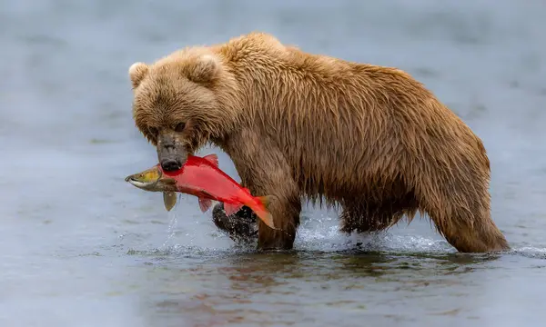 Brown Bear Alaksa Fishing Salmon — Stock Photo, Image