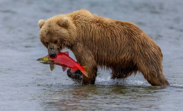 Urso Marrom Alaksa Pesca Salmão — Fotografia de Stock
