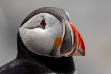 Maine açıklarında Atlantik Martı