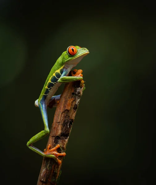 Κοκκινομάτης Βάτραχος Στην Κόστα Ρίκα Εικόνα Αρχείου