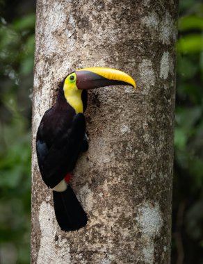 Kosta Rika yağmur ormanlarında bir tukan