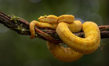 Kosta Rika yağmur ormanlarında bir yılan.