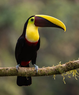 Kosta Rika yağmur ormanlarında bir tukan