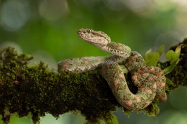 Kosta Rika yağmur ormanlarında bir yılan.