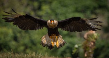 A caracara in Costa Rica clipart