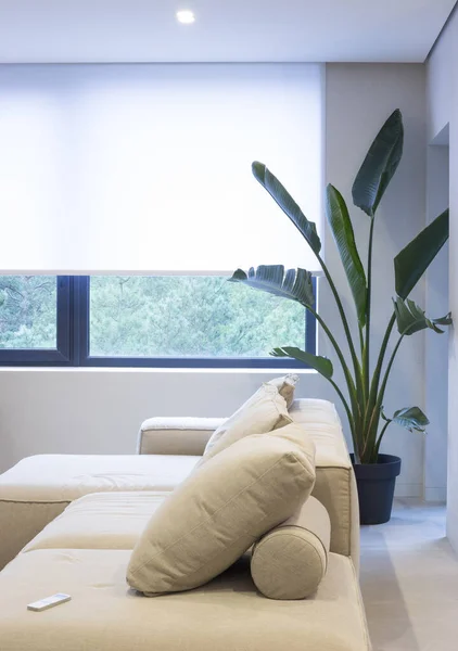 Roller blinds in the interior. Roller shades white color on the window in the living room. A houseplant and a sofa are in the room. Control panel lies on the couch.