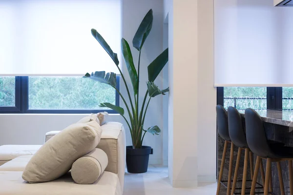 Roller blinds in the interior. Roller shades white color on the windows in the living room. A houseplant and a sofa are in the room. Motorized curtains in the smart home.