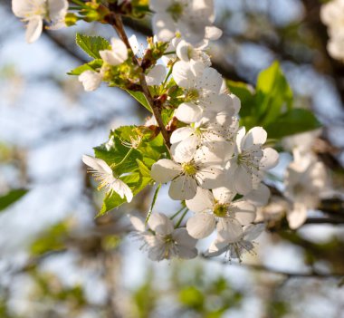 Güneşli bir günde çiçek açan kiraz dalları. Beyaz kiraz çiçekleri bahar arkaplanı. Bir bahar günü bahçesinde beyaz çiçeklerle çiçek açan bir ağacın dalı..