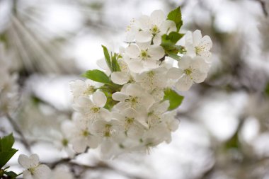 Güneşli bir günde çiçek açan kiraz dalları. Beyaz kiraz çiçekleri bahar arkaplanı. Bir bahar günü bahçesinde beyaz çiçeklerle çiçek açan bir ağacın dalı..