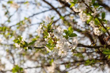 Güneşli bir günde çiçek açan kiraz dalları. Beyaz kiraz çiçekleri bahar arkaplanı. Bir bahar günü bahçesinde beyaz çiçeklerle çiçek açan bir ağacın dalı..