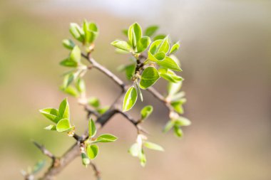 İlkbahar. Taze yeşil yapraklı küçük ağaç dalı baharda bulanık arka planda . 