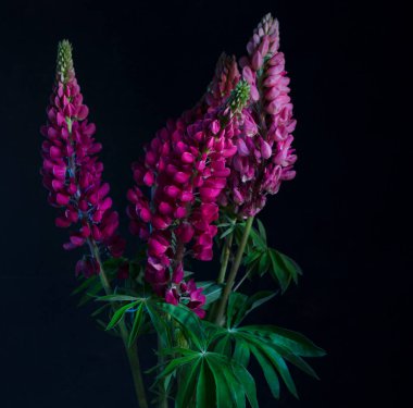 Siyah arka planda bir buket lupin. Kırsal bağ bozumu, bahçe lupinleri çiçekleriyle dolu. Kartpostal için tasarım.