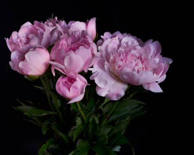 Pembe şakayıklar siyah arka planda izole edilmiş. Yeşil yapraklı güzel bir buket bahar şakayığı çiçeği. Çiçeklere bayılırım. Makro görüntü. Kart, metin, kopyalama alanı.