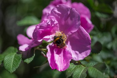 A bee on a wild rose flower close-up. Dog rose surrounded by green leaves in a garden in summer. The bumblebee on rose hip petals. Blooming purple rosehip flower. Selective fokus.