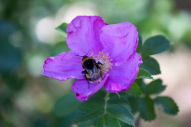 A bee on a wild rose flower close-up. Dog rose surrounded by green leaves in a garden in summer. The bumblebee on rose hip petals. Blooming purple rosehip flower. Selective fokus.