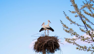 Avrupalı beyaz leylek. Baharda Ukrayna 'da yuvada iki leylek. Renkli vahşi kuşlar. Ukrayna köyü. Mavi gökyüzü ve kiraz ağaçları leylek yuvasının yakınındadır..