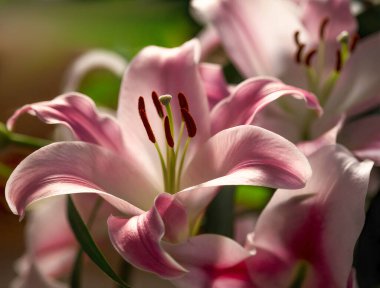 Pembe zambak demeti. Buketteki mor zambaklar. Lily, kapat..