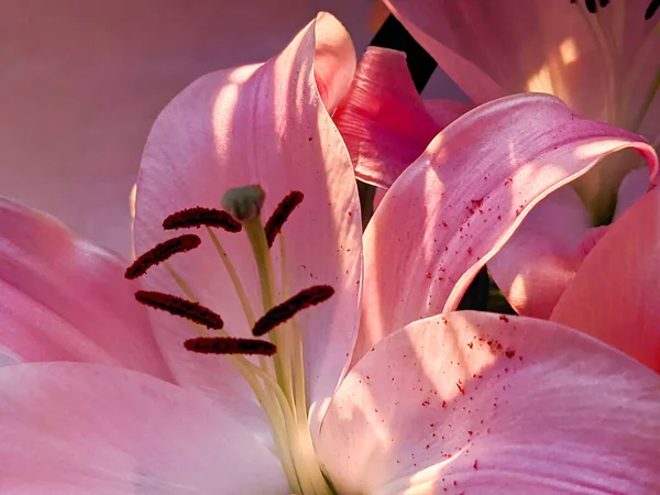 ユリの花のピンクの束 花束の中の紫色のユリ ゆりっぽっち — ストック写真