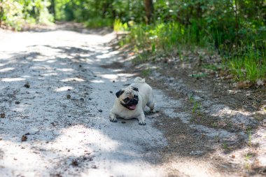 Ormanda yürüyüş yapan köpek cinsi bir köpek. Parkta yürürken keneler köpek leşi için tehlikelidir. Pug yakın plan portresi.