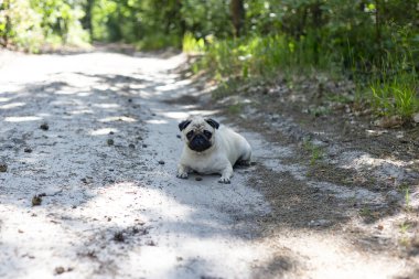 Ormanda yürüyüş yapan köpek cinsi bir köpek. Parkta yürürken keneler köpek leşi için tehlikelidir. Pug yakın plan portresi.