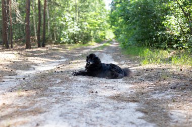 Ormanda yürürken köpek ırkı çoban köpeği karışımı. Parkta yürürken keneler çoban köpekleri için tehlikelidir. Sınır çoban köpeği portresi.