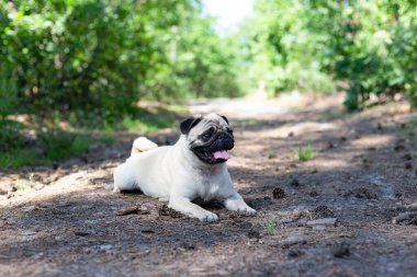 Mutlu bir pug köpeği, güneşli bir günde, yemyeşil yapraklarla çevrili, dili açık bir şekilde, bir orman yolunda uzanıyor. Huzurlu ortam, köpeklerin neşeli ve rahat tavırlarını ön plana çıkarıyor..