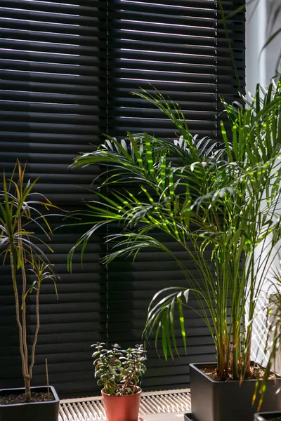 stock image Close-up view of sleek wooden automatic blinds, partially open to allow natural light to filter through, casting soft shadows on an array of potted plants, creating a tranquil indoor garden ambiance.