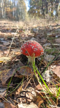 Uçan mantar, Amanita, sonbahar ormanlarındaki yaprakların arasında bir ormanda yetişir. Sinek mantarı kırmızı başlıklı ve beyaz benekli bir mantardır. Zehirli, zehirli mantarlar..