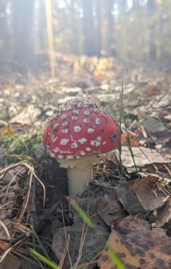 Mantar avı. Ormandaki güneş ışınlarında uçuşan agarik mantarlar. Arka planda sonbahar ormanı. Amanita mantarı. Mikoloji bilimi. Fly agaric halk tıbbında kullanılır..