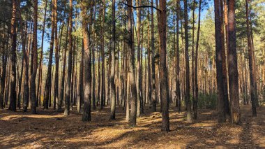 Yumuşak güneş ışığıyla yıkanmış uzun, düz gövdeli huzurlu bir çam ormanı. Orman zemini kuru çam iğneleriyle kaplıdır, yumuşak gölgeler bırakır, ve barışçıl, doğal bir açık hava ortamı yaratır..