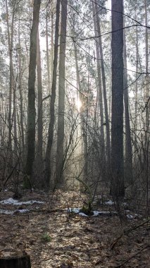 Güneş ışığının uzun ağaçların arasından aktığı sisli orman sahnesi, yumuşak bir parıltı yaratıyor. Zemin yapraklarla, kar parçalarıyla ve dallarla kaplı. Gizemli atmosfere dokular katıyor..