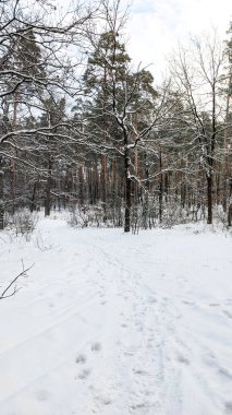 Karla kaplı ağaçlarla kaplı sakin bir kış ormanı ve ayak izleriyle işaretlenmiş dolambaçlı bir patika. Parlak beyaz kar, ağaçların toprak tonlarıyla çelişiyor. Kış ormanlarında bir yürüyüş.