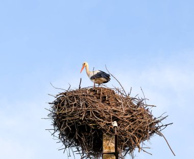 Bir Ciconia ciconia (beyaz leylek), açık mavi gökyüzüne karşı uzun bir elektrik direğinin tepesine tünemiş dallardan oluşan büyük yuvasının üzerinde durur. Leylekler baharda yuva yapar..
