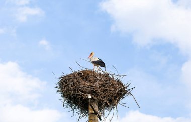 Leylek, ince dallardan yapılmış büyük bir yuvanın tepesinde duruyor, uzun bir direğe tünemiş, dağınık bulutlu parlak mavi bir gökyüzüne karşı. Ciconia kuşu doğayı, özgürlüğü ve göçü simgeleyen mesafeye bakar..