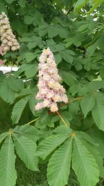 Baharda çiçek açan kestane ağacı. Kestane rengi beyaz-pembe renkler, rüzgarda sallanıyor.
