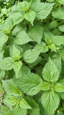 Isırgan otu, Urtica dioica 'ya yakın çekim, tıbbi ve besleyici faydalarıyla bilinen yabani yeşil bir bitki. Vitamin, demir ve protein açısından zengindir. Sağlığı, detoks ve bağışıklık sistemini destekler..