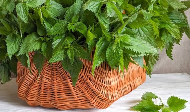 Taze toplanmış yeşil ısırgan otu yaprakları, açık ahşap bir yüzeyde kırsal bir hasır sepeti doldurur. Urtica dioica gelecekte doğal ilaçlar, bitkisel ilaçlar ve sağlıklı yemek pişirme alanlarında kullanılmak üzere toplanmıştır..