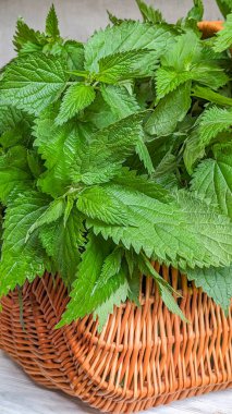 Taze hasat edilmiş ısırgan otu yaprakları dokunmuş hasat sepetinde, sivri kenarlı canlı yeşil yapraklar sergiliyor, bitkisel tedaviler, çaylar ya da mutfak kullanımı için ideal. Doğal ve kırsal ortam.