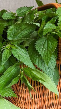 Hasır sepetteki ısırgan otu. Yeşil yapraklar ısırgan otlarının dokulu yüzeyini gösteriyor. Alternatif tıp için bitkiler.