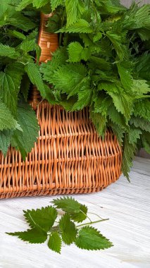 Canlı yeşil ısırgan otu yaprakları, Urtica dioica, altında bir filiz bulunan dokunmuş hasır bir sepetten dökülüyor. Bir zamanlar iyileştirme için ödüllendirilen bu bitkiler şimdi modern mutfak ve tıbbi kullanım için toplanıyor..