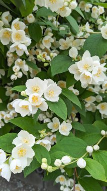 Çiçekli bir yasemin çalısının yakın çekimi. Yasemin yağı doğal bir antiseptik olarak kullanılır. Merhem ve kremlere ilave edilir. Yasemin çiçeklerinden alınan çay bağışıklığı, tonları arttırır, ruh halini geliştirir..