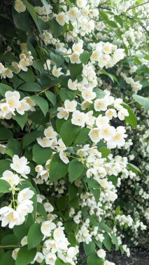 Yasemin çiçeklerinden oluşan yemyeşil bir şelale. Tatlı, baş döndürücü aromasıyla ödüllendirilen yasemin, parfüm yapımında yaygın olarak, derin, lüks ve şehvetli koku kompozisyonları yaratmak için kullanılır..