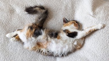 Beyaz peluş bir battaniyeyle kaplı bir kanepede bir yavru kedi huzur içinde uyur. Evcil hayvanların günlük hayatı.