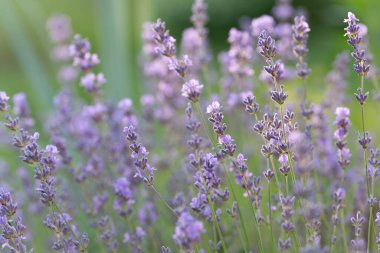 Lavandula angustifolia, çiçek açmış, mor çiçeklerle. Bu aromatik bitki, aromaterapi, kozmetik ve doğal iyileştirme alanlarında değerli lavanta yağı üretmek için yaygın olarak yetiştirilir..