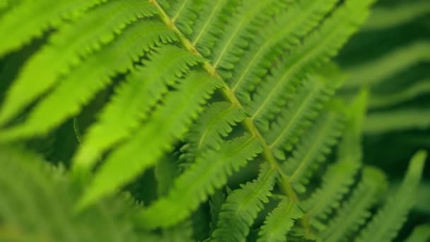 Samambaia Com Folhas Verdes Vento Fechar Planta Semi Sempre Verde — Vídeo de Stock