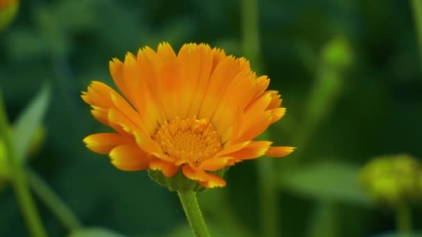 Marigold Kvetoucí Rostlina Krásnými Oranžovými Okvětními Lístky Obklopen Zelenou Trávou — Stock video