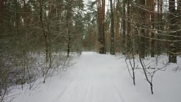 Pohled Zimní Zasněžené Krajiny Větve Stromů Pokryté Sněhem Mrazem Pozadí — Stock video