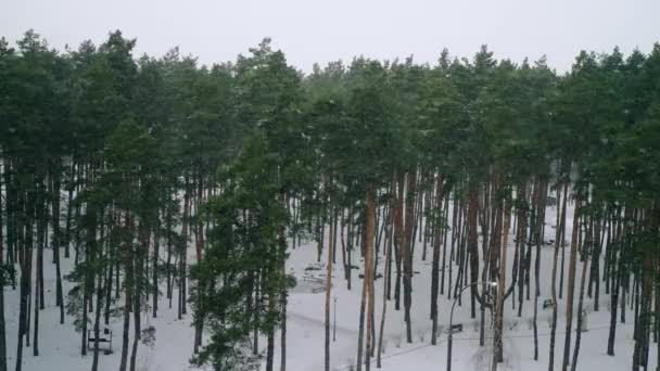 Θέα Στο Χειμερινό Χιονισμένο Τοπίο Κλαδιά Των Δέντρων Καλύπτονται Χιόνι — Αρχείο Βίντεο