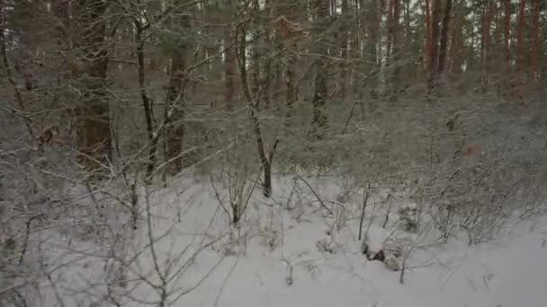 Κλαδιά Δέντρων Σκεπασμένα Χιόνι Και Παγετό Άποψη Στο Χειμερινό Χιονισμένο — Αρχείο Βίντεο